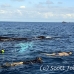 whale_humpback_sb_h_2736_dom2793.jpg